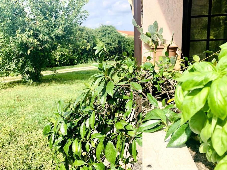 Appartamento Raffinatezza rustica nella campagna Veneziana Canton  Esterno foto